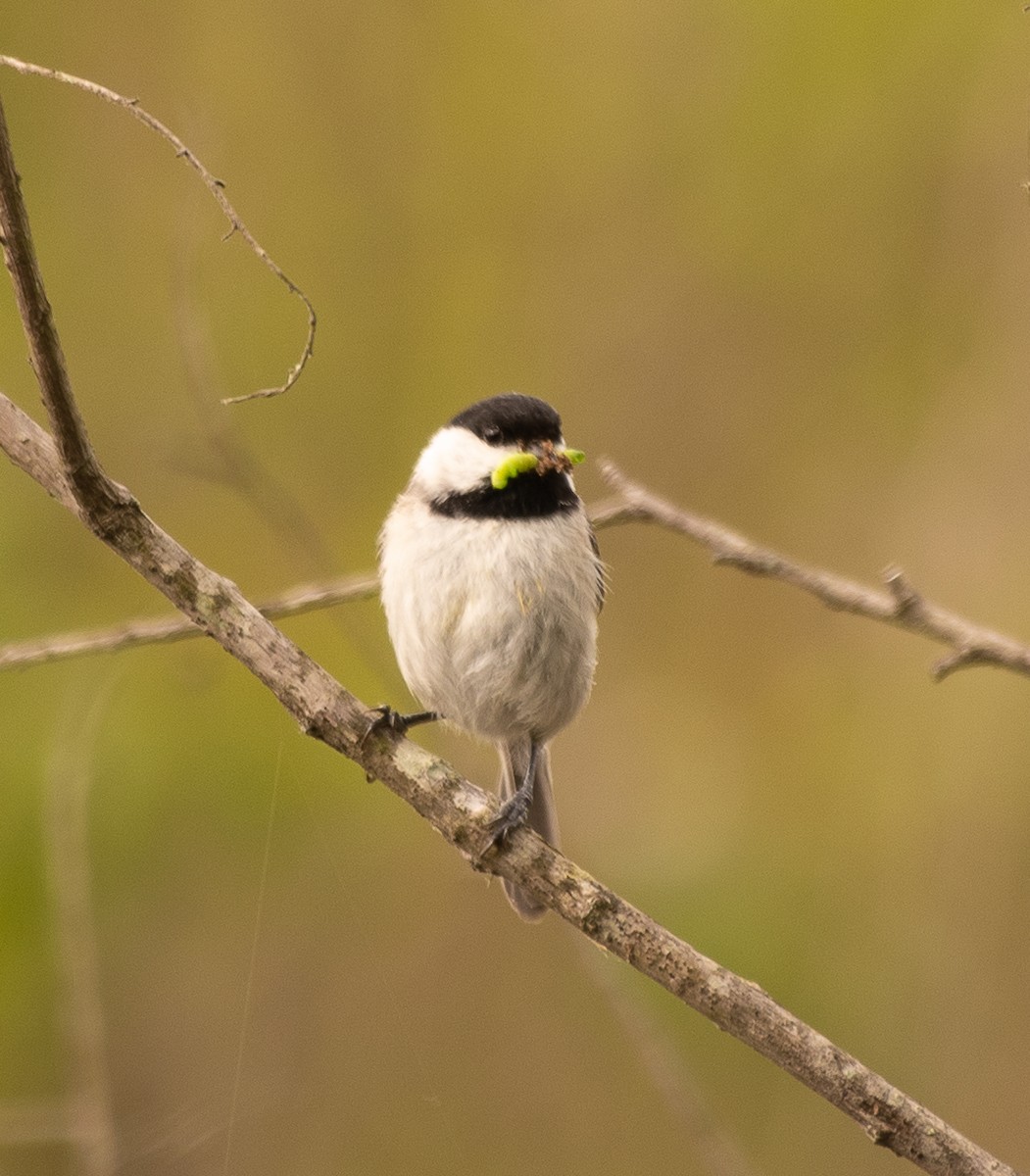 Carolina Chickadee - ML225902771