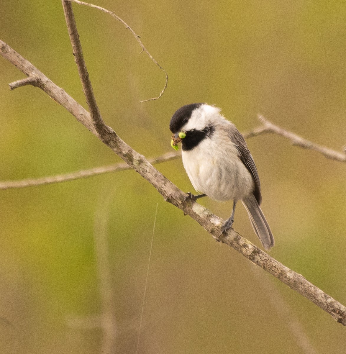 Carolina Chickadee - ML225902781