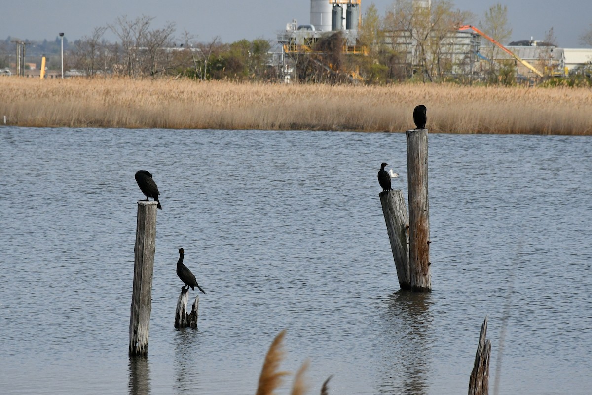 Cormoran à aigrettes - ML225903081