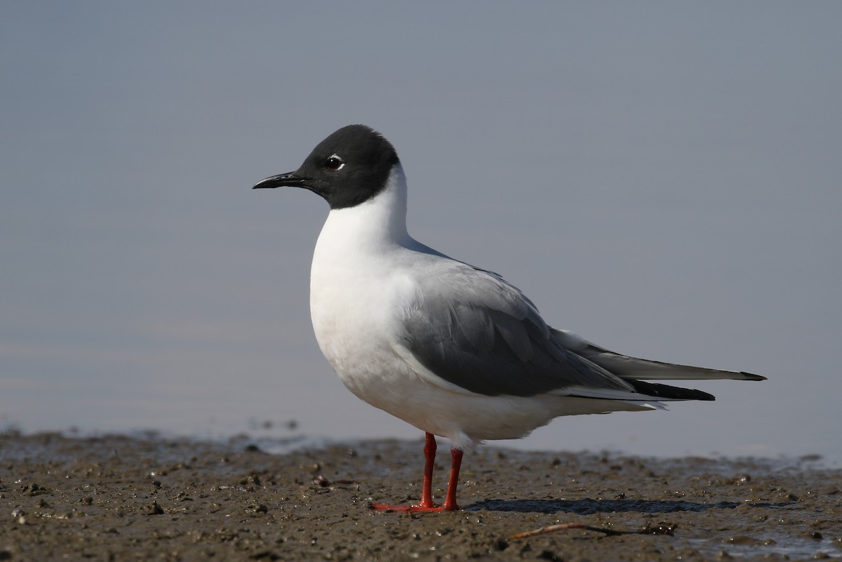 Bonaparte's Gull - Cameron Eckert