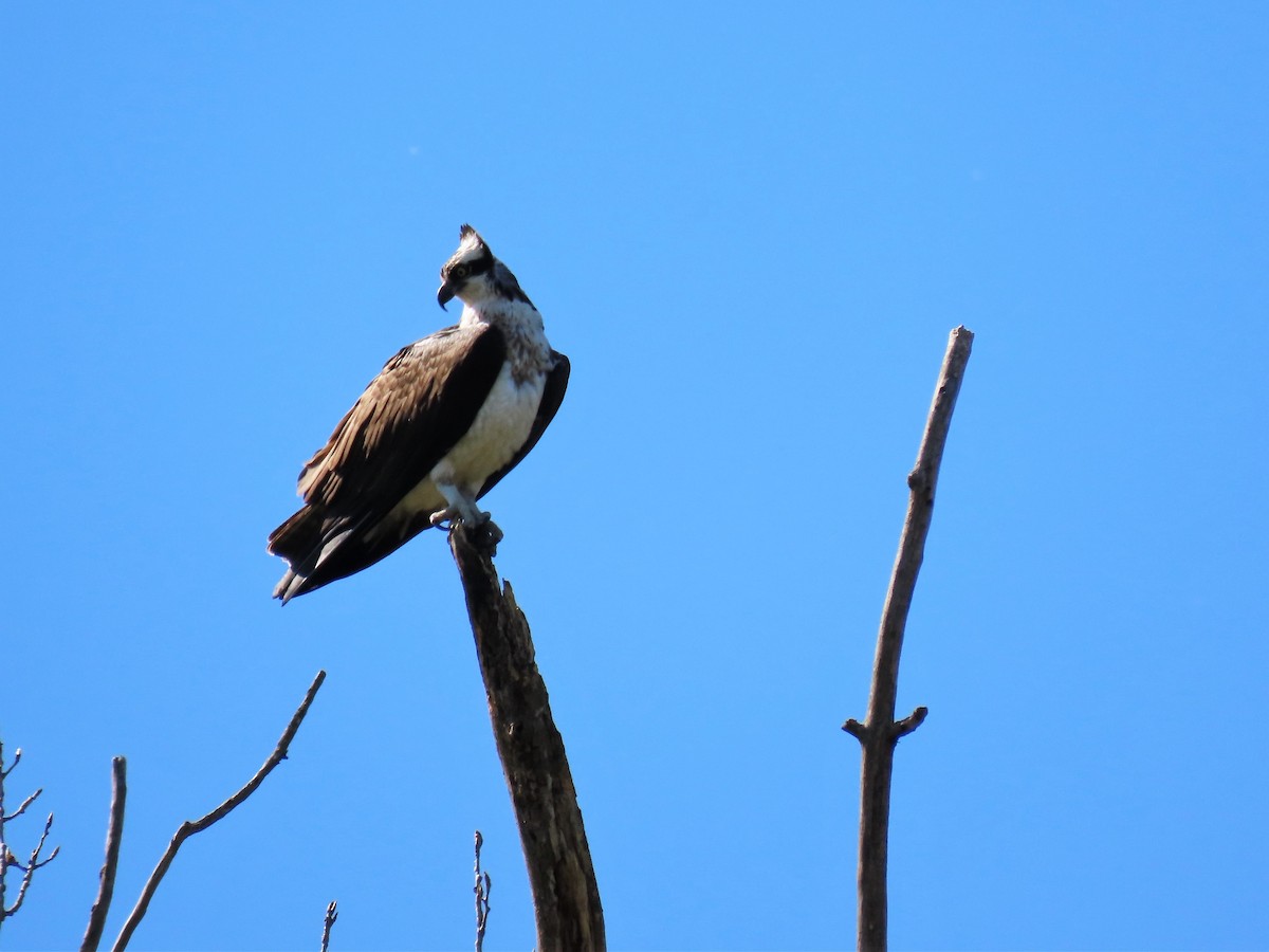 Osprey - ML225907081