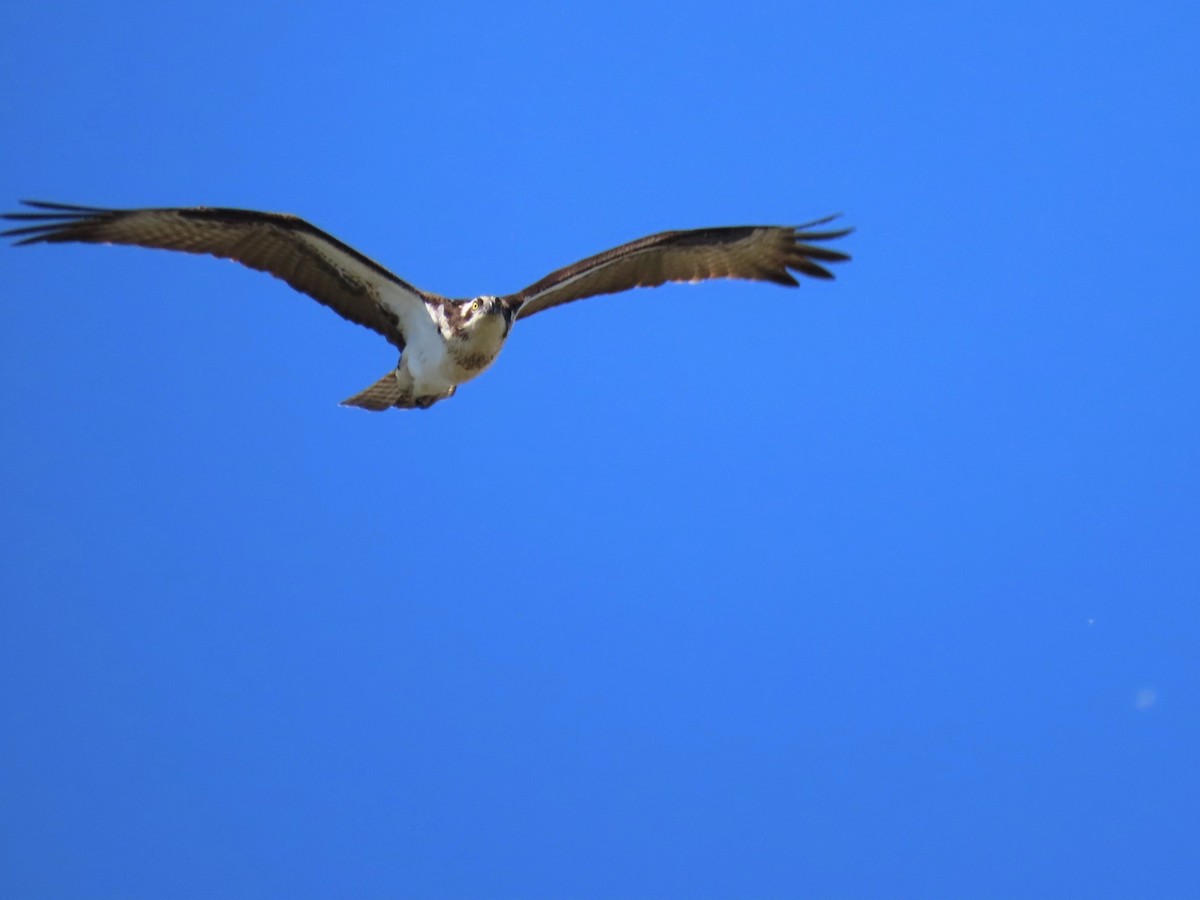 Osprey - ML225907131