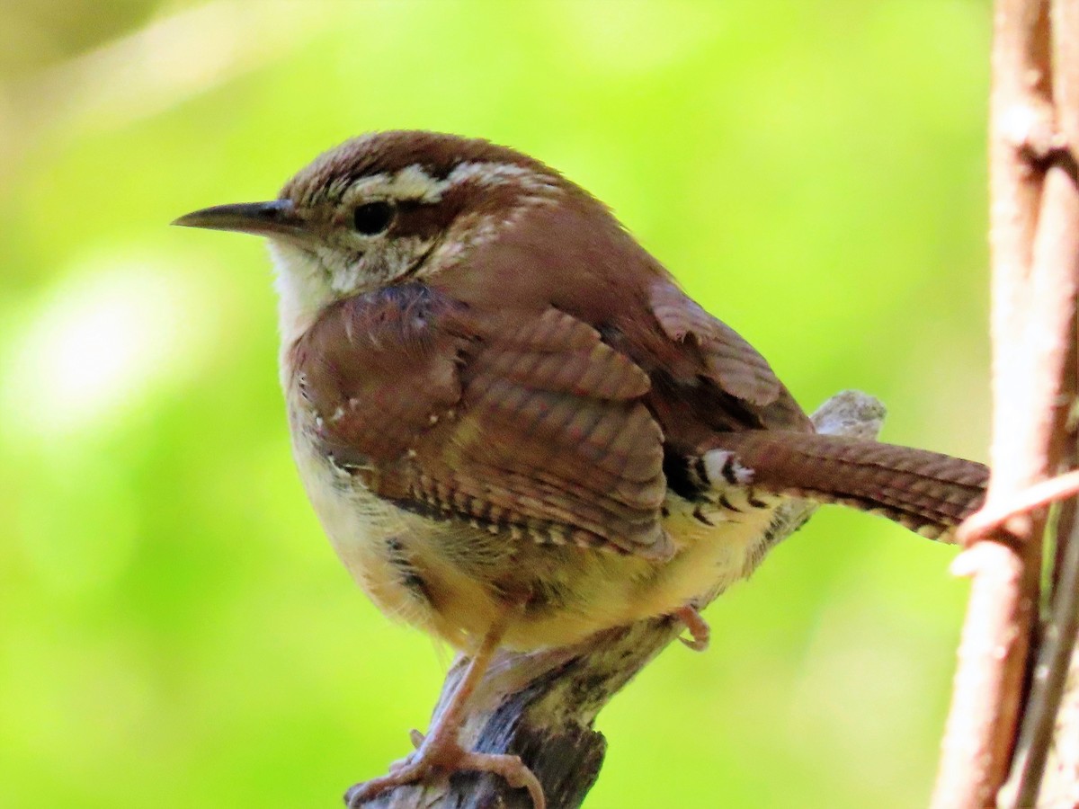 Carolina Wren - ML225907251