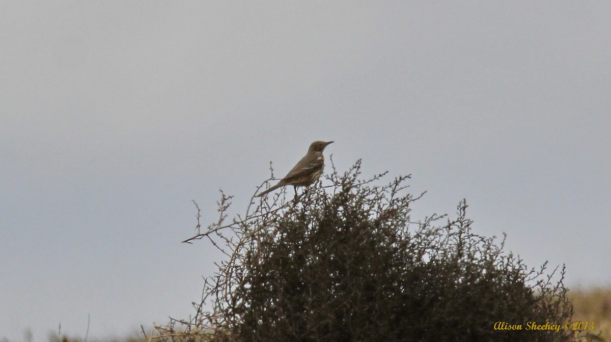 Sage Thrasher - ML225907511