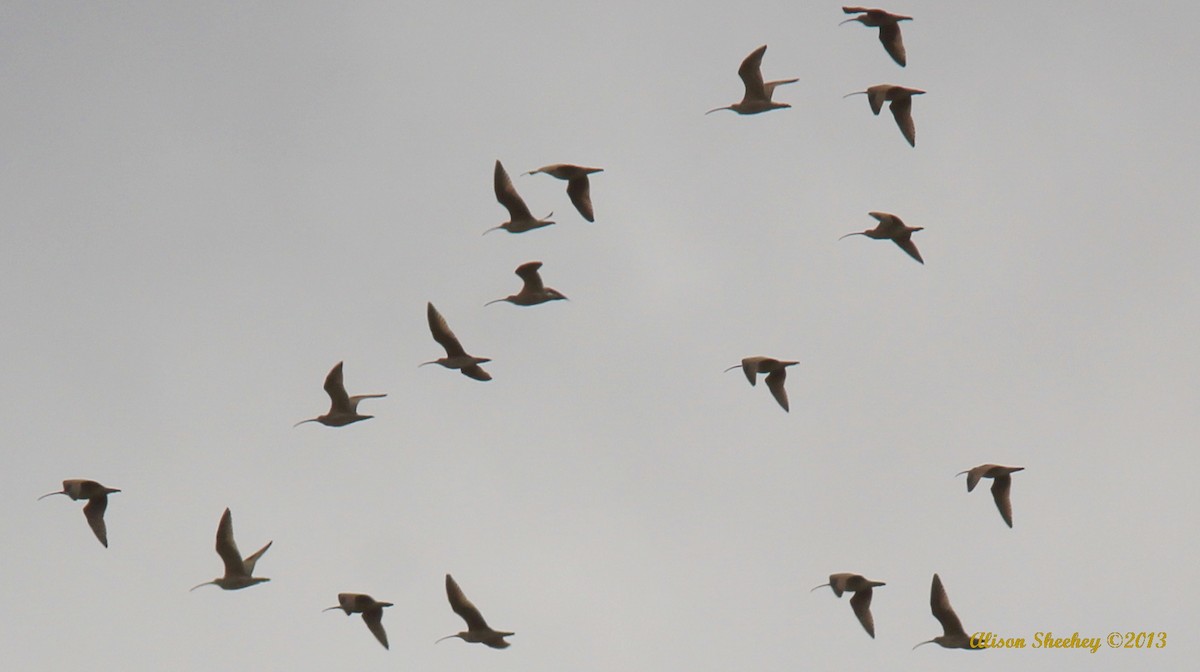 Long-billed Curlew - ML225907671