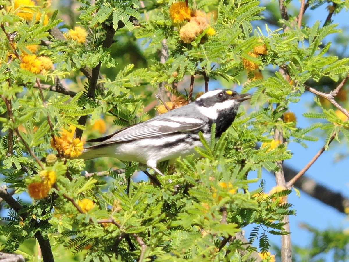 Black-throated Gray Warbler - ML225908531