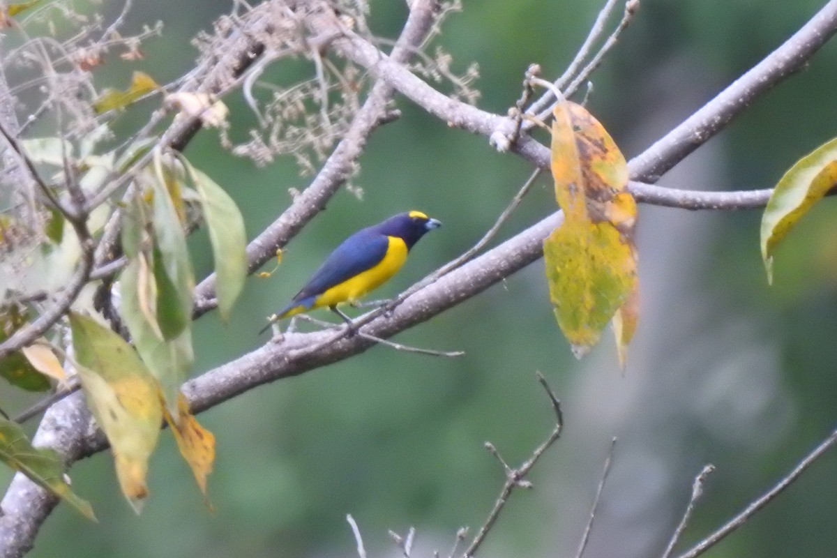 Scrub Euphonia - ML225909131