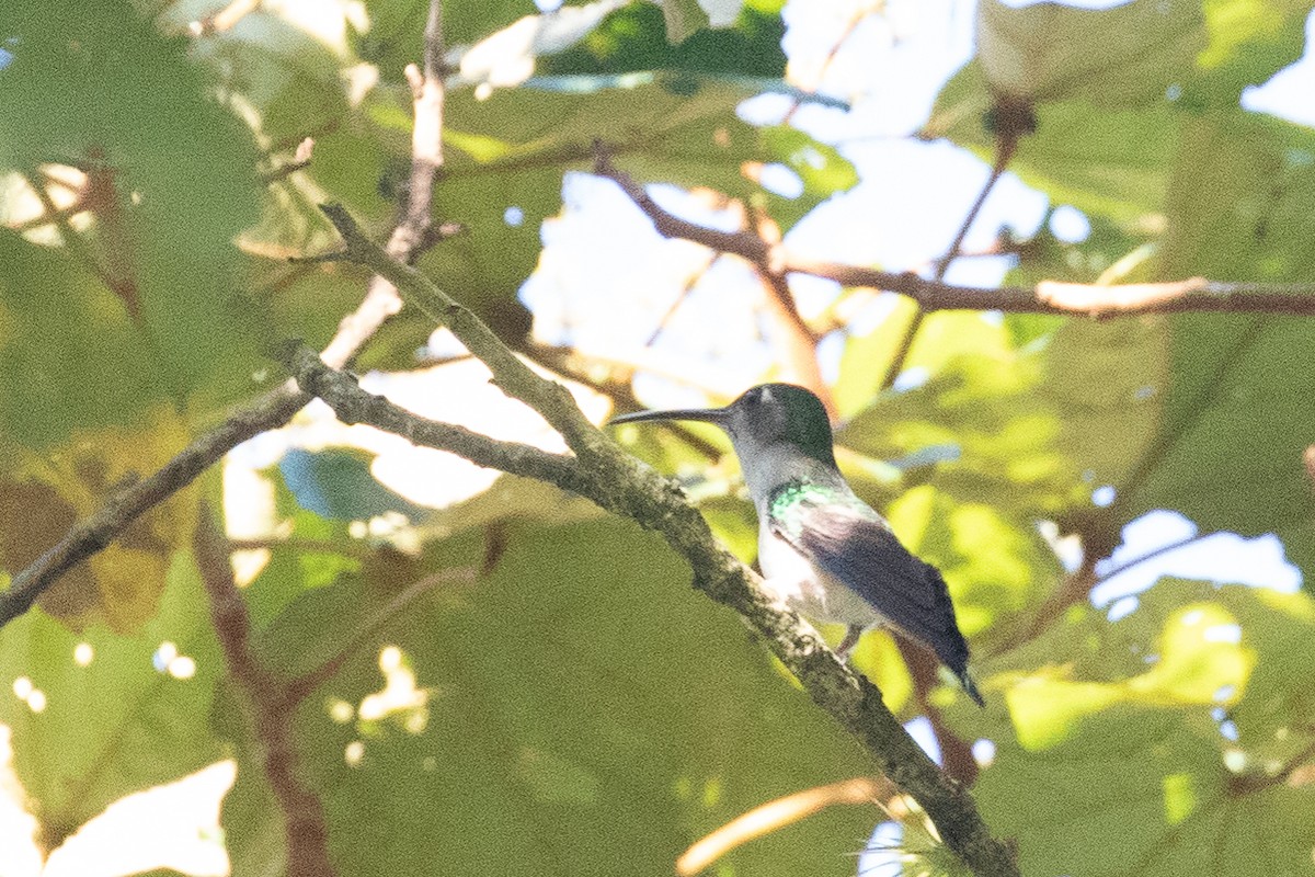 Wedge-tailed Sabrewing (Long-tailed) - Blair Dudeck