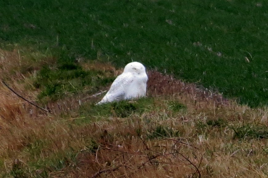 Snowy Owl - ML22590931