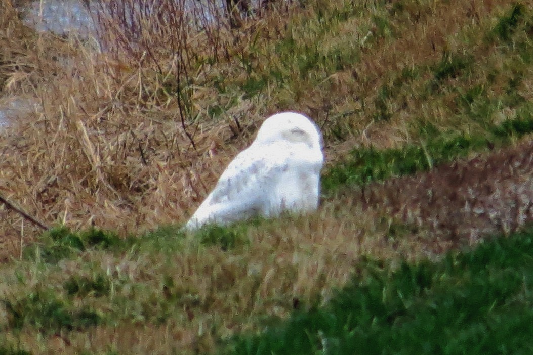 Snowy Owl - ML22590961