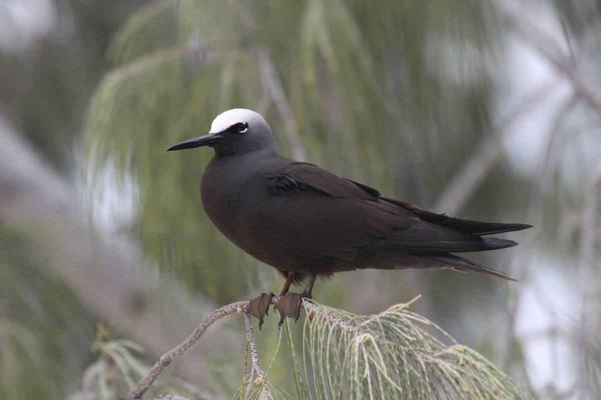 Black Noddy - Richard Fuller