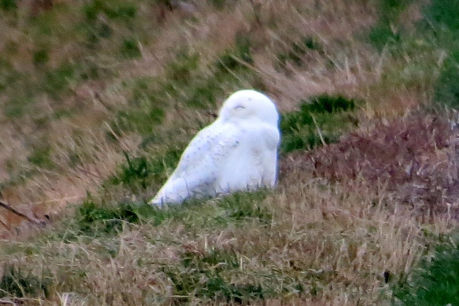 Snowy Owl - ML22590971