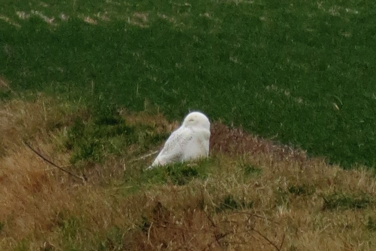 Snowy Owl - ML22590981