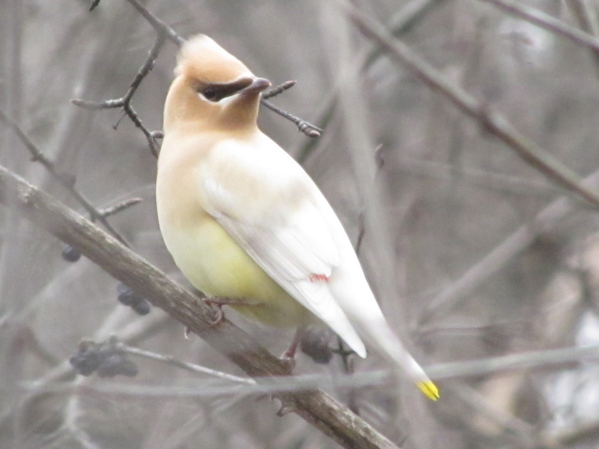 Cedar Waxwing - Laurent Bédard