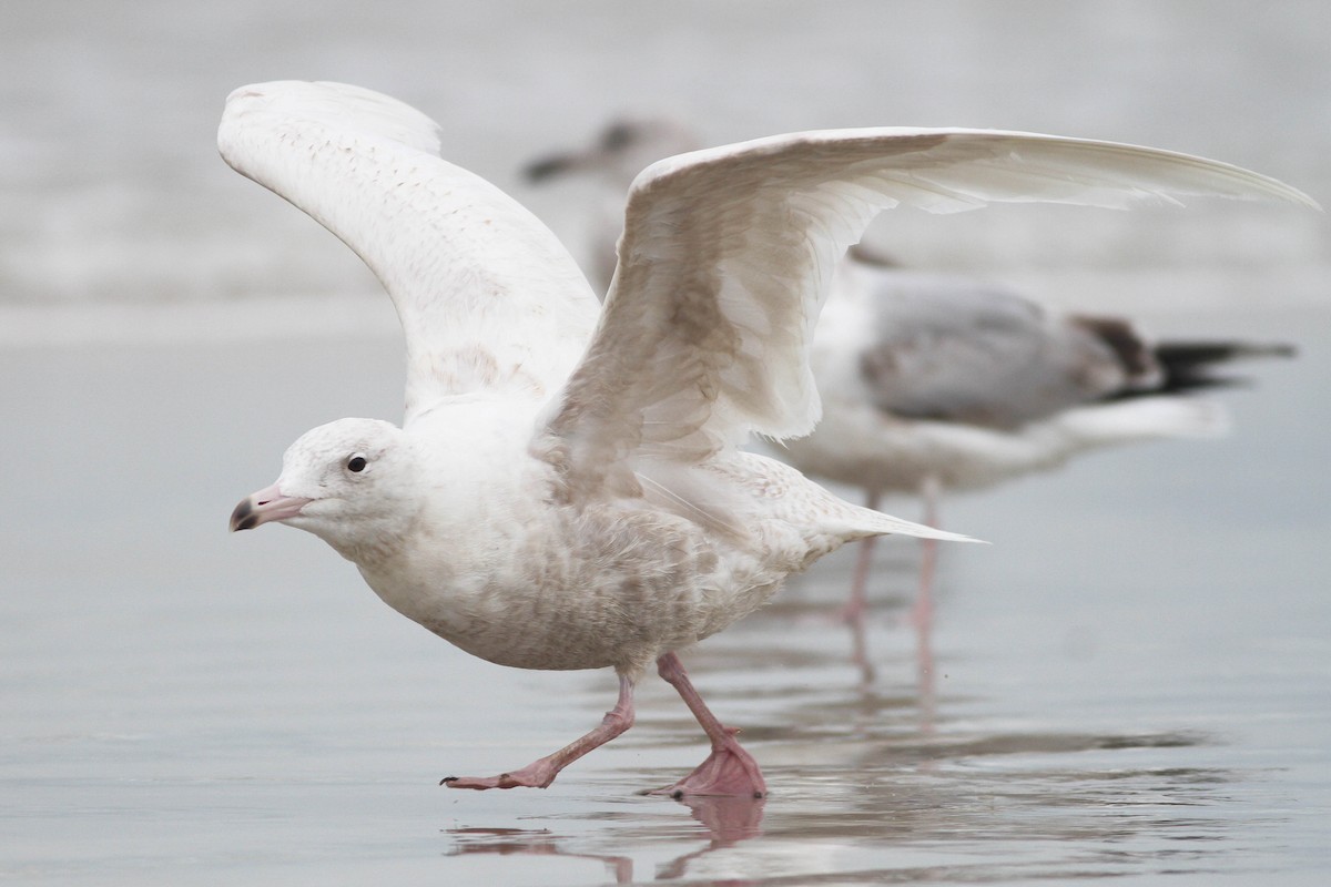 Glaucous Gull - Alex Lamoreaux