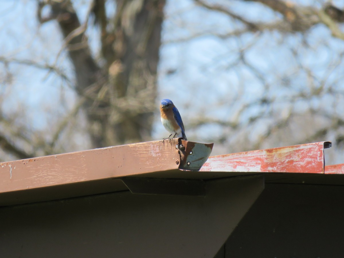 Eastern Bluebird - ML225912601