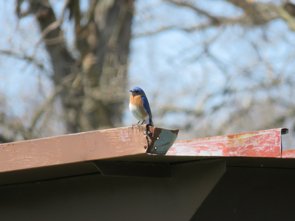 Eastern Bluebird - ML225912611