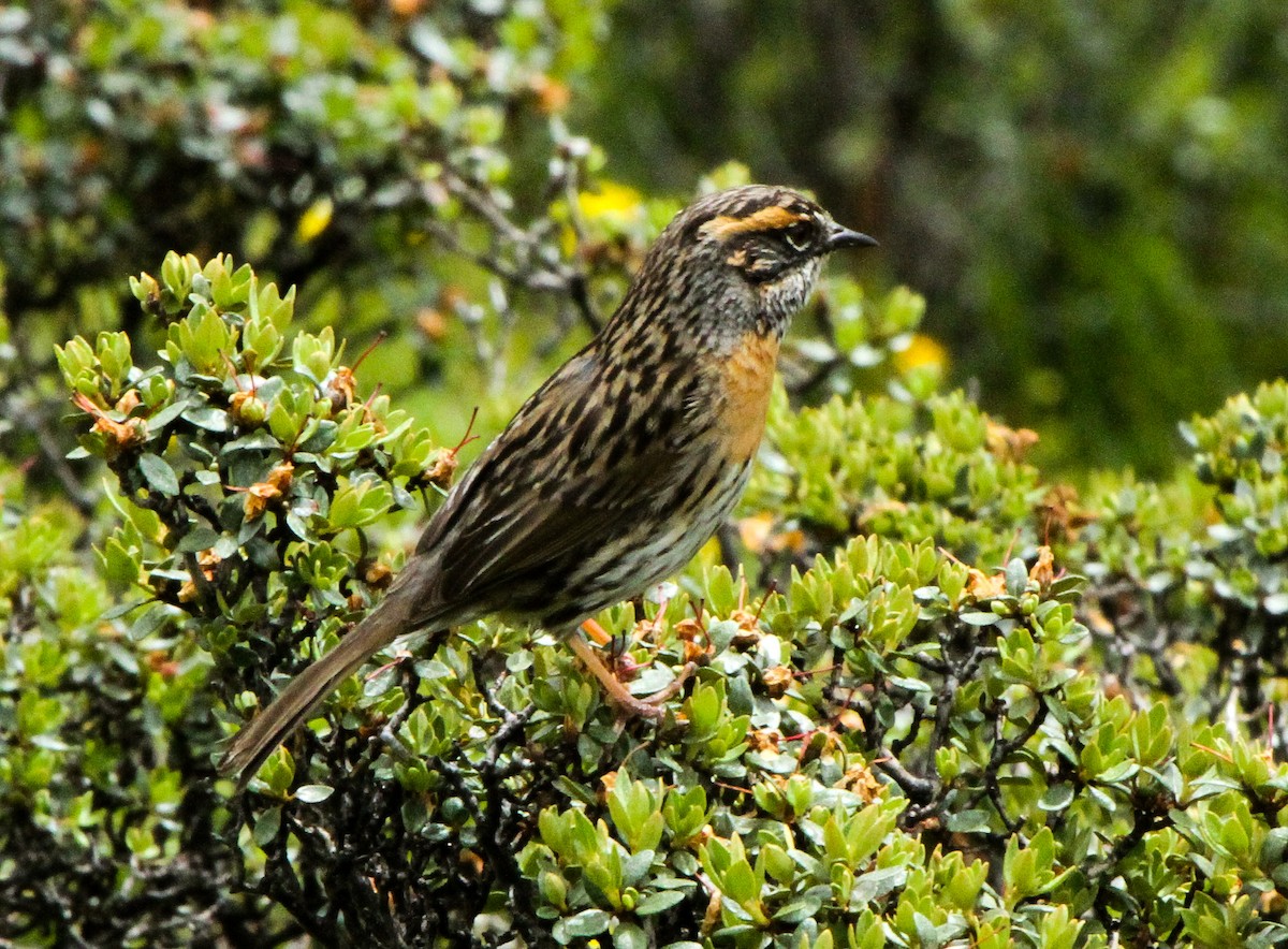 Rufous-breasted Accentor - ML225913151