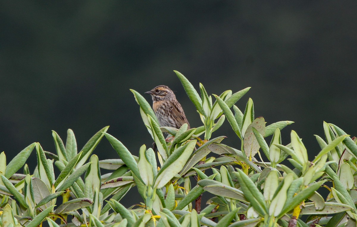 Rufous-breasted Accentor - ML225913181