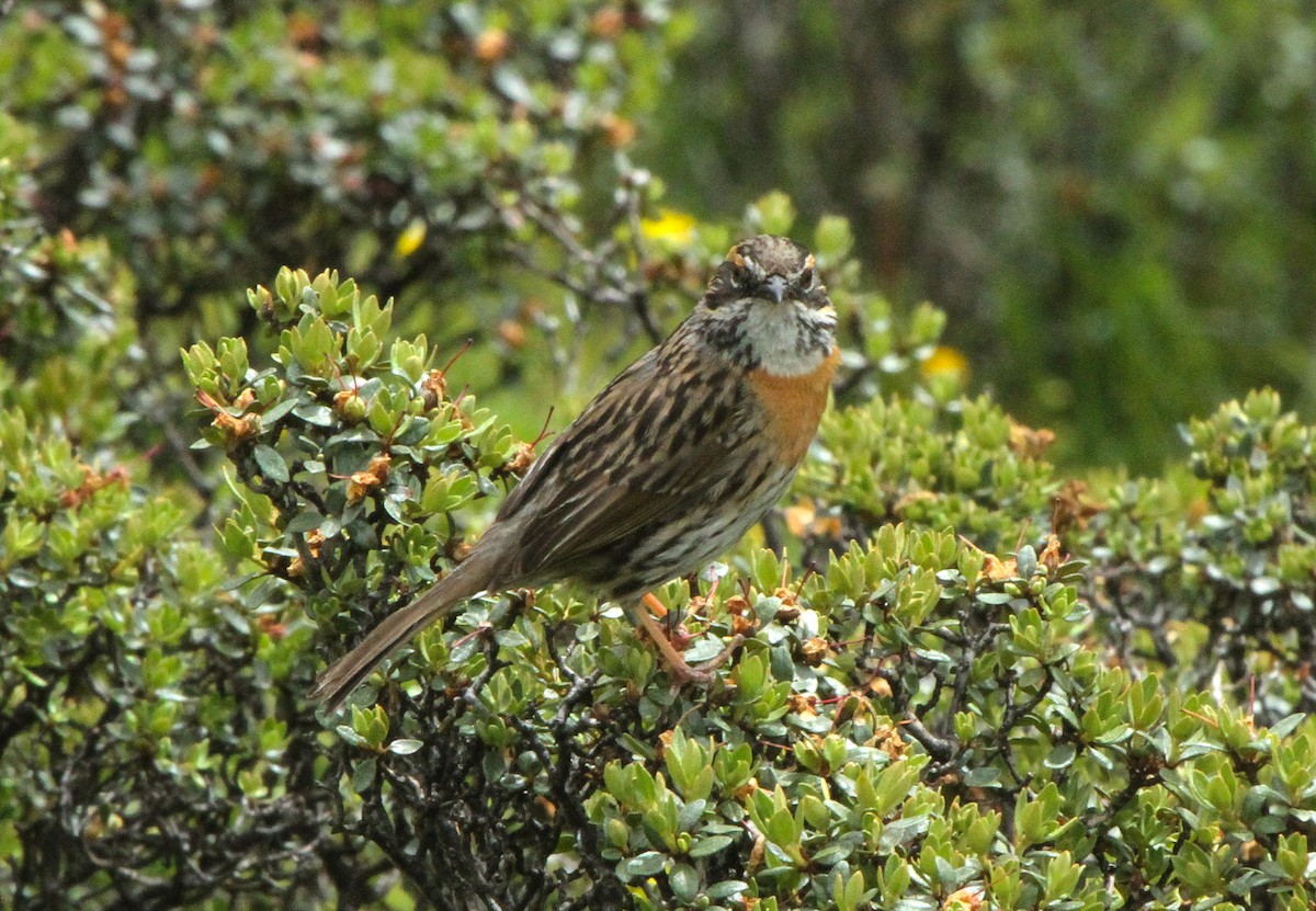 Rufous-breasted Accentor - ML225913191