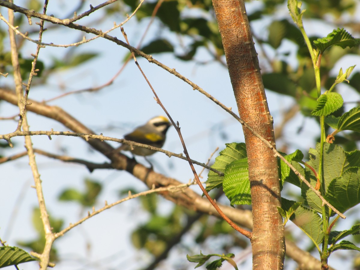 Golden-winged Warbler - ML225915521