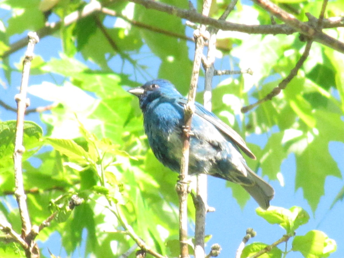 Indigo Bunting - ML225915761