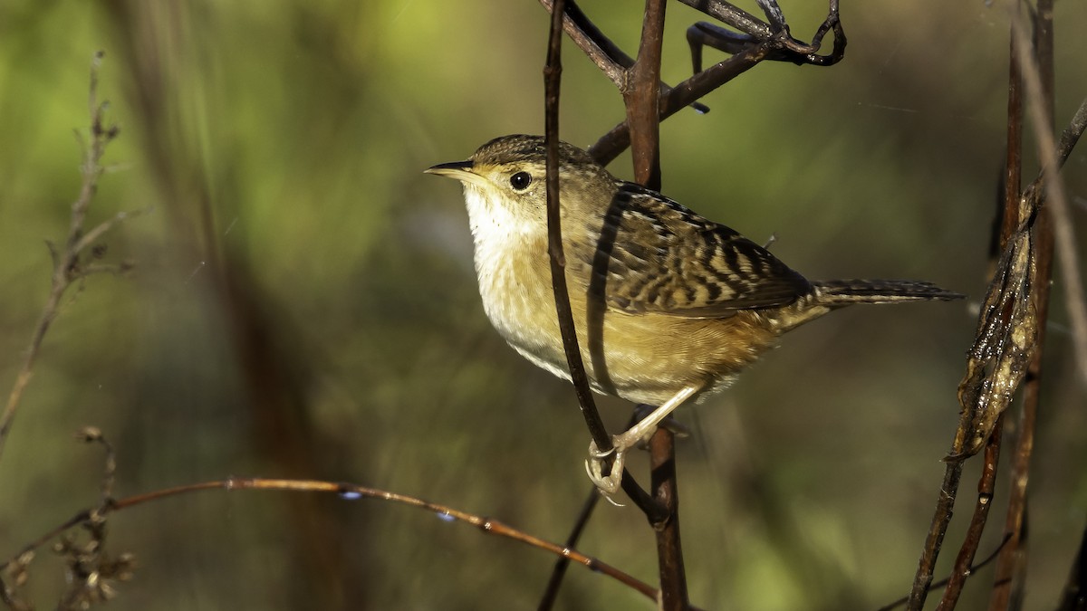 Sedge Wren - ML225916701