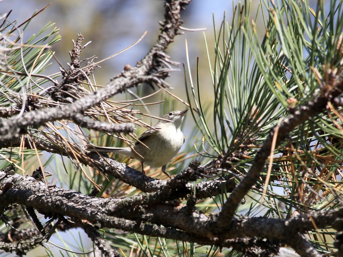 סבכון אורנים - ML225920221