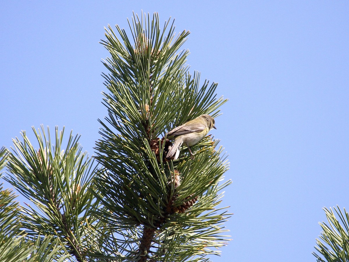 סבכון אורנים - ML225920251