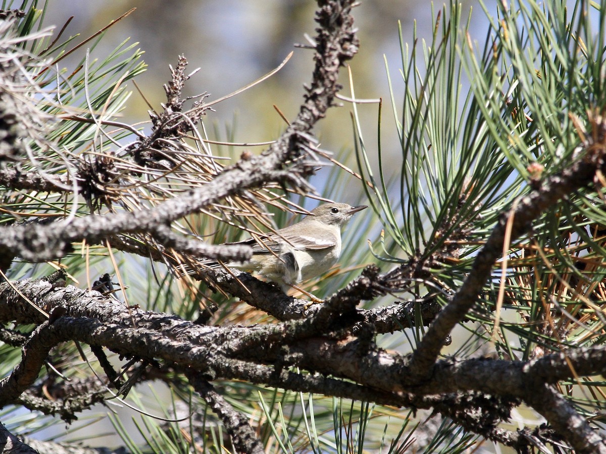 סבכון אורנים - ML225920261