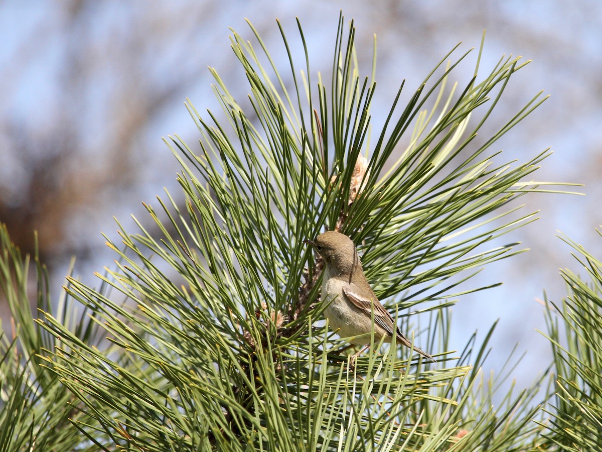 סבכון אורנים - ML225920271
