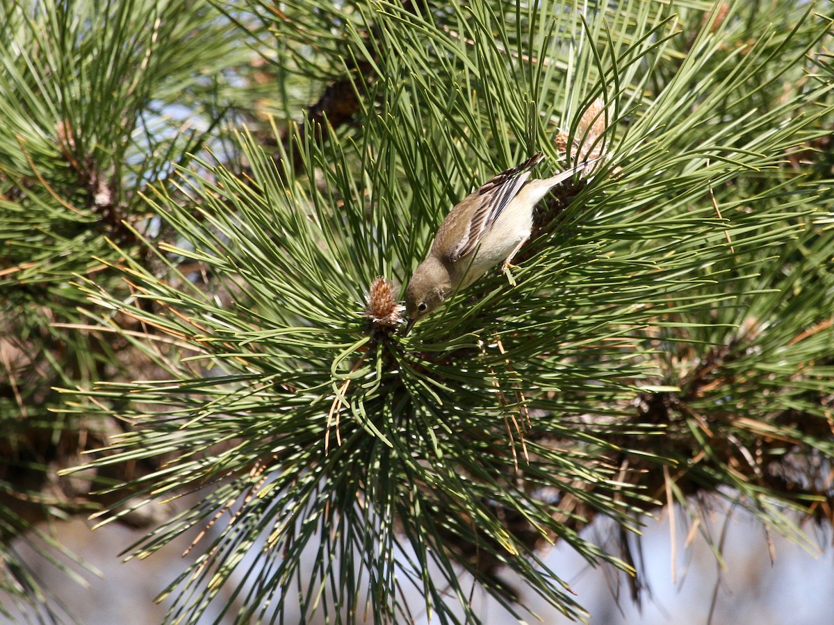 סבכון אורנים - ML225920291