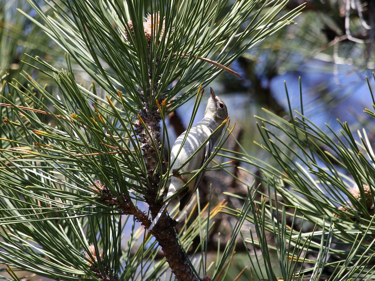 סבכון אורנים - ML225920301