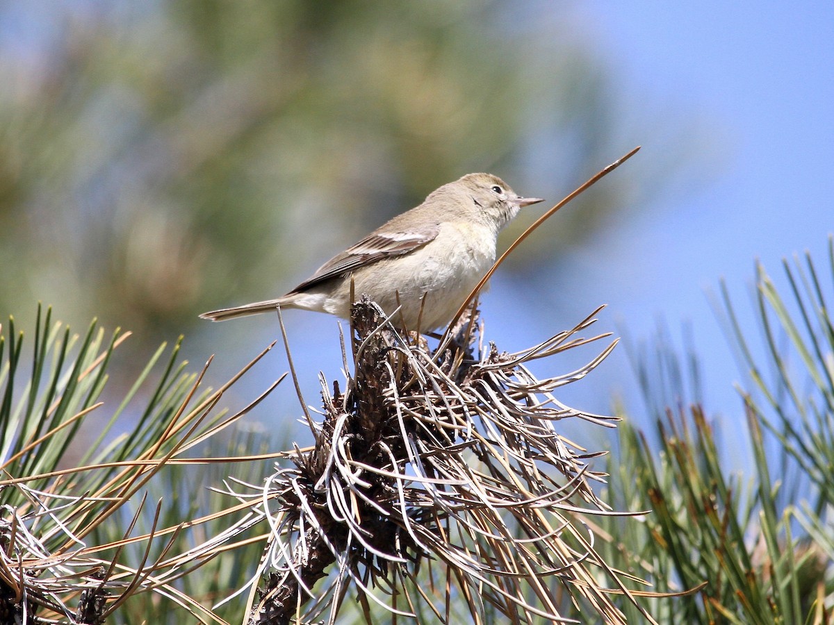 סבכון אורנים - ML225920311