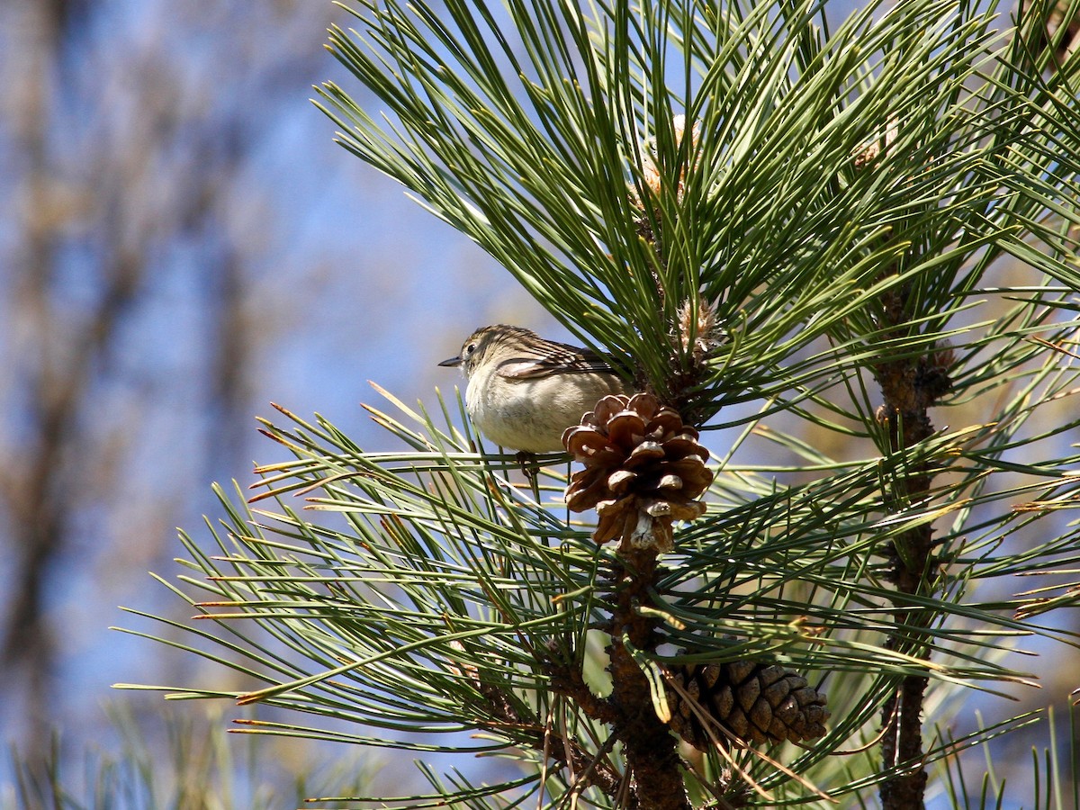 סבכון אורנים - ML225920351