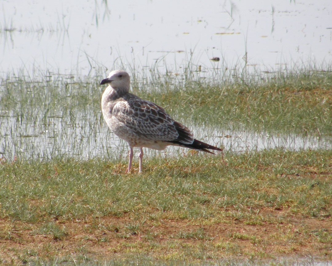 Herring Gull (Mongolian) - ML225920571