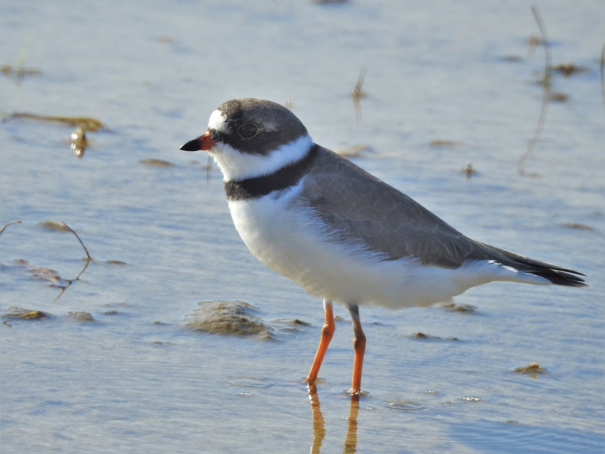 Semipalmated Plover - ML225920911