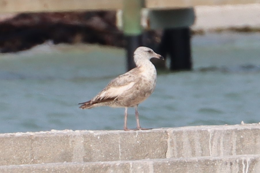 Gaviota Argéntea (americana) - ML225921151