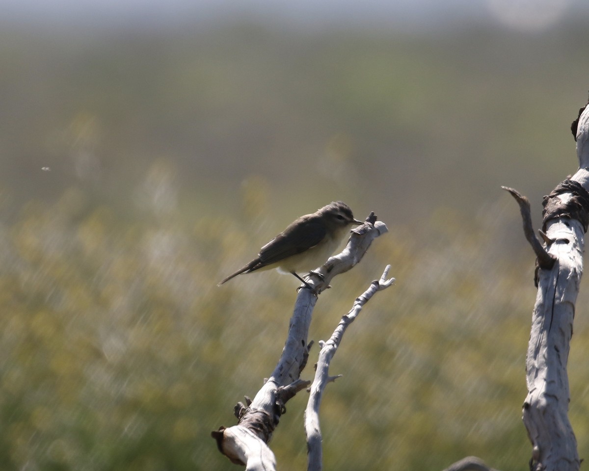 Warbling Vireo - ML225922111