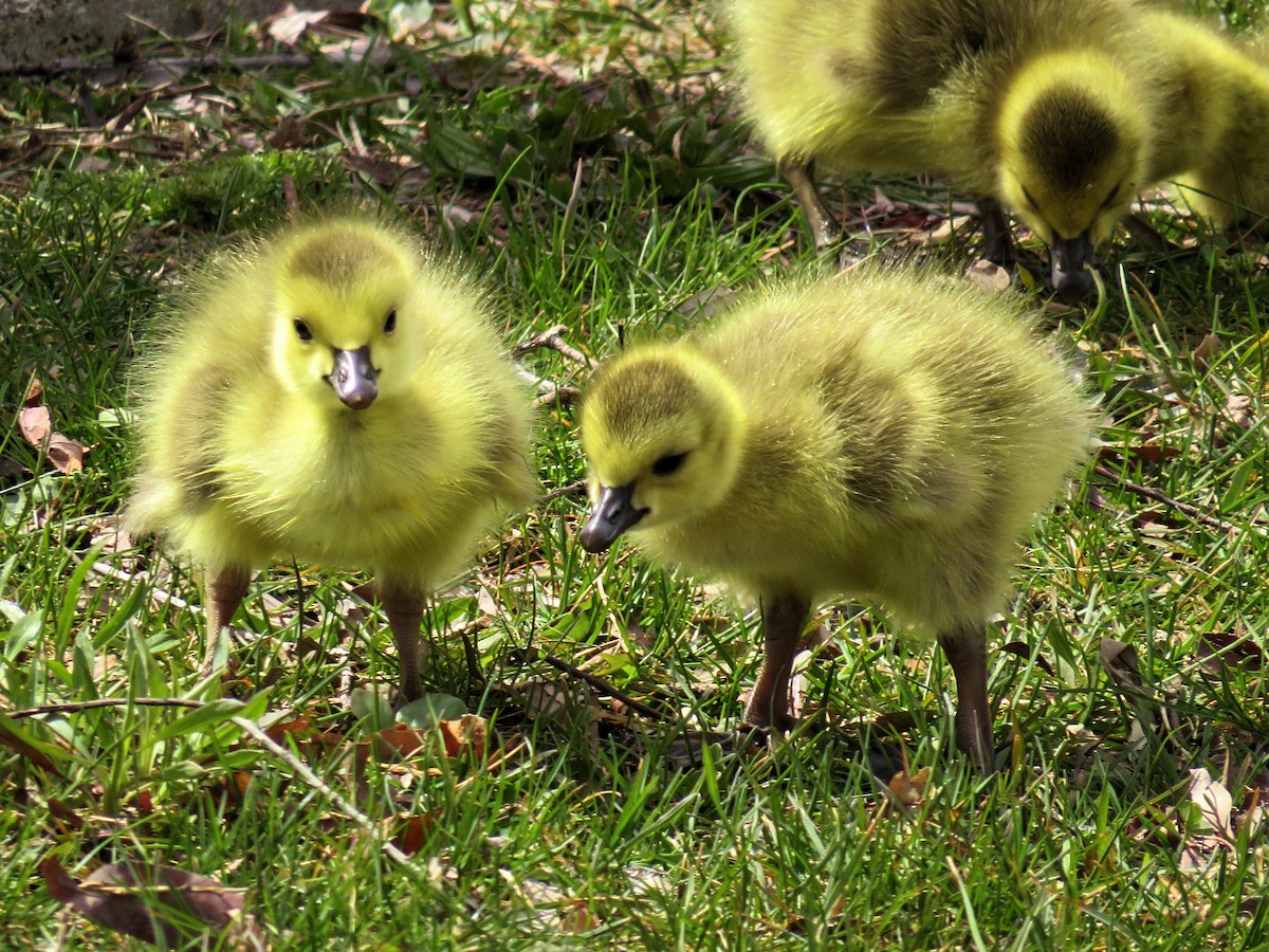 Canada Goose - ML225922241