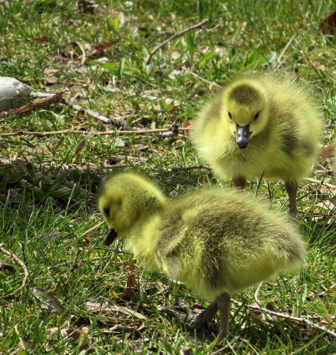 Canada Goose - ML225922351