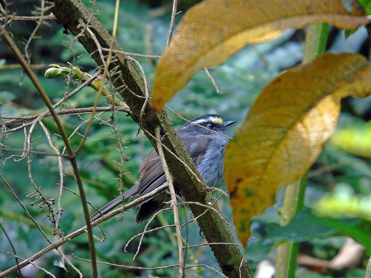 Crowned Chat-Tyrant - ML225922511