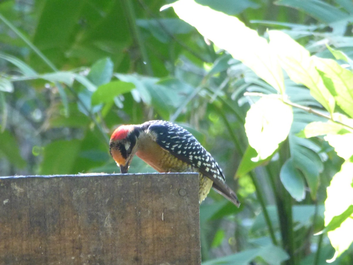 Black-cheeked Woodpecker - ML225923281