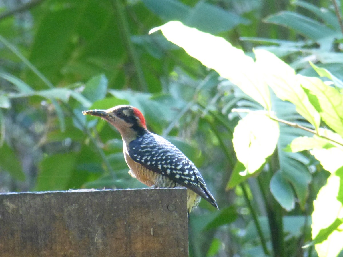 Black-cheeked Woodpecker - ML225923291