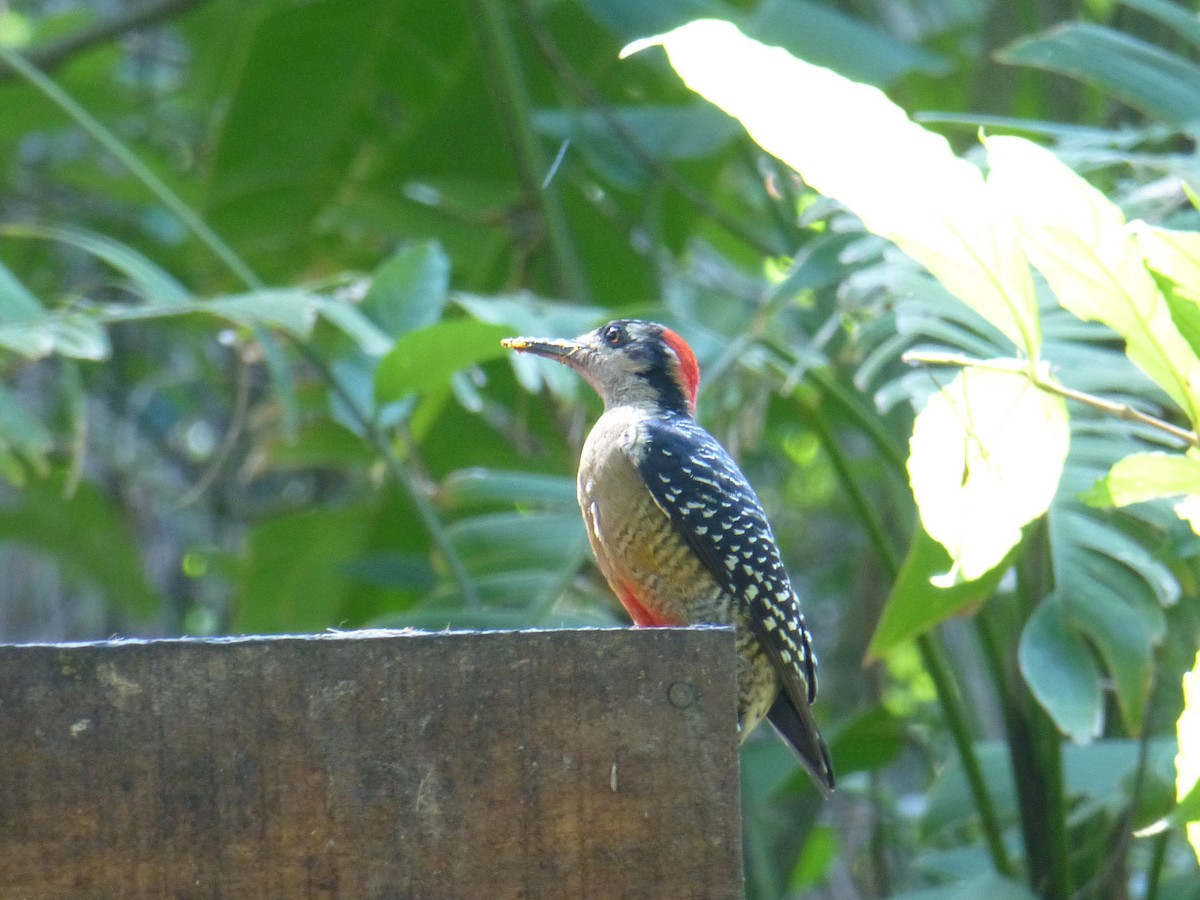 Black-cheeked Woodpecker - ML225923331