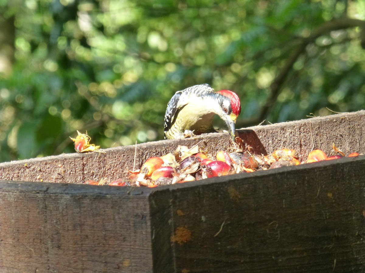 Black-cheeked Woodpecker - ML225923351