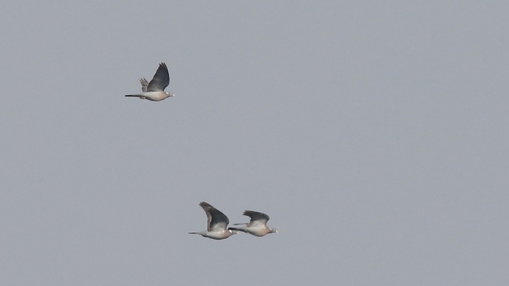 Common Wood-Pigeon - ML225923881