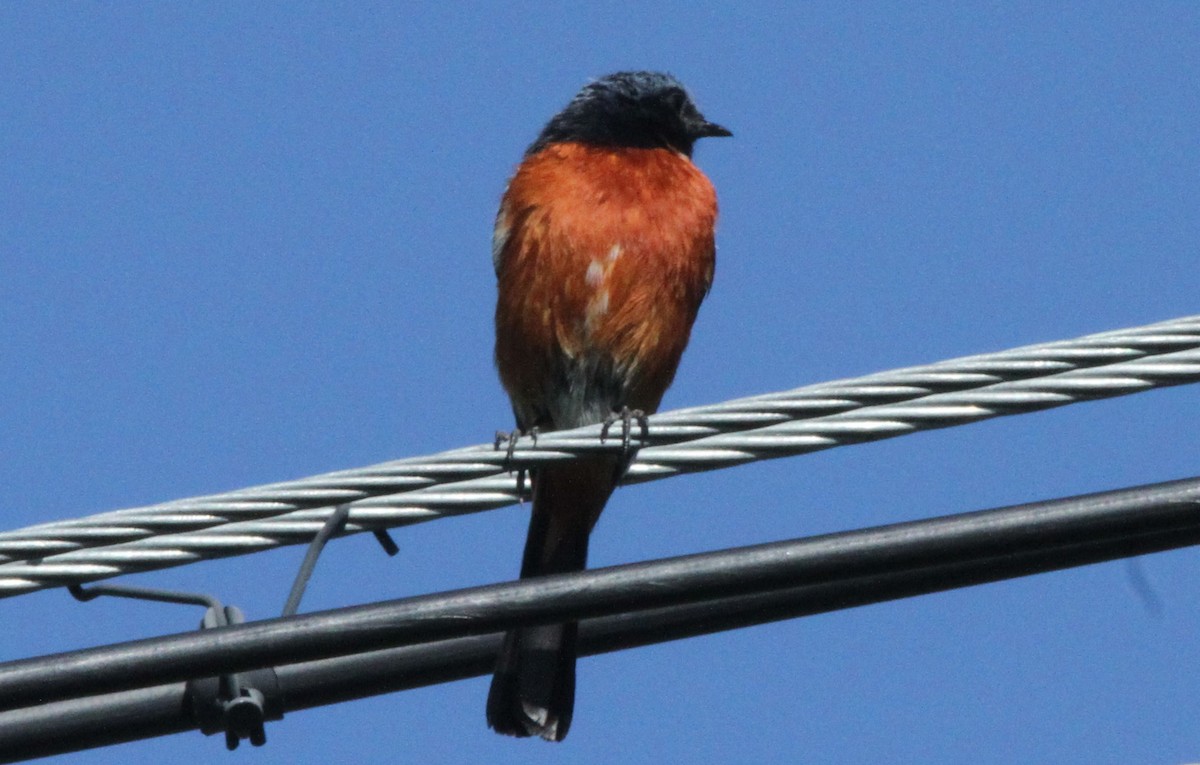 White-throated Redstart - Pam Rasmussen