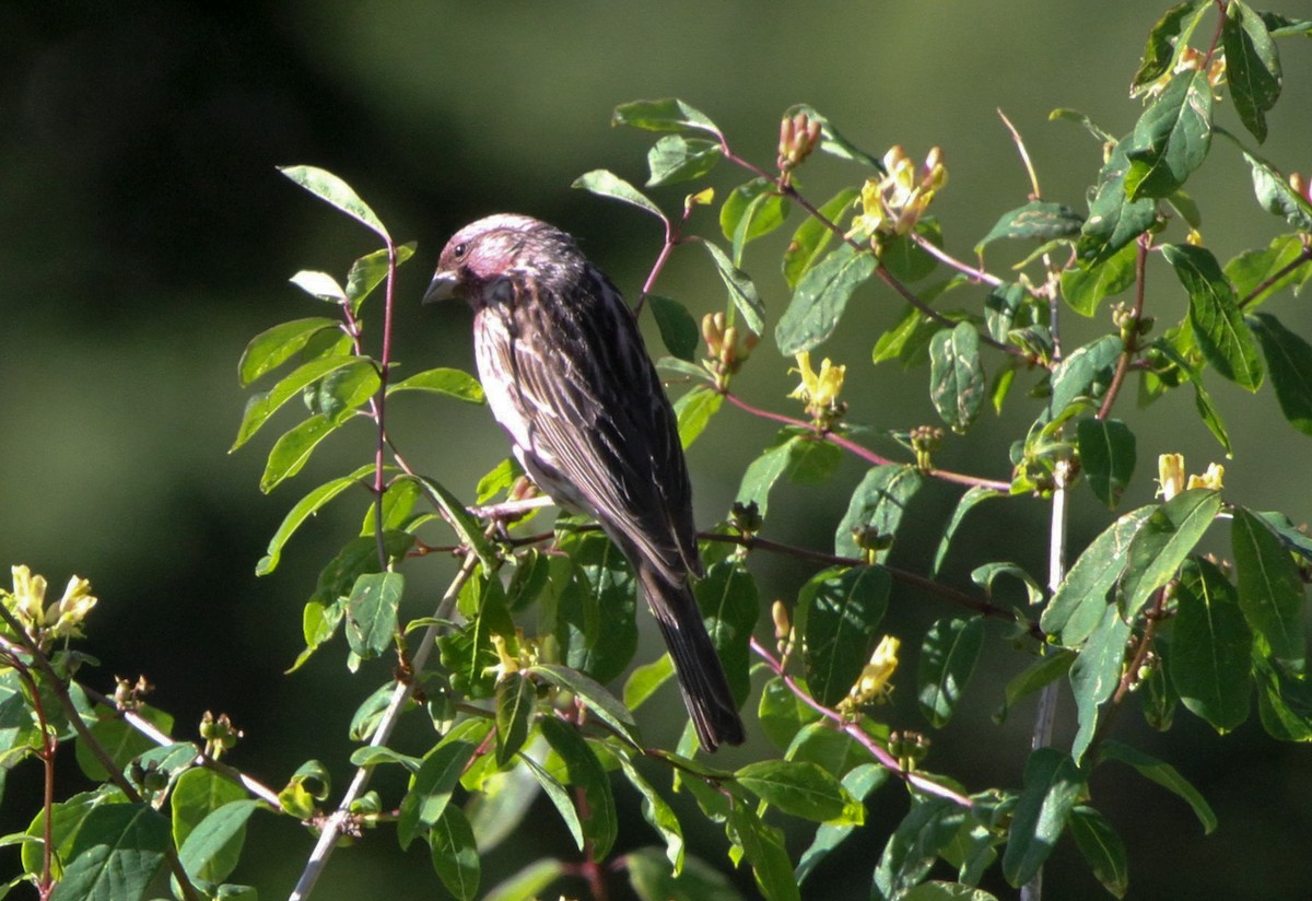 Himalayan Beautiful Rosefinch - ML225924271