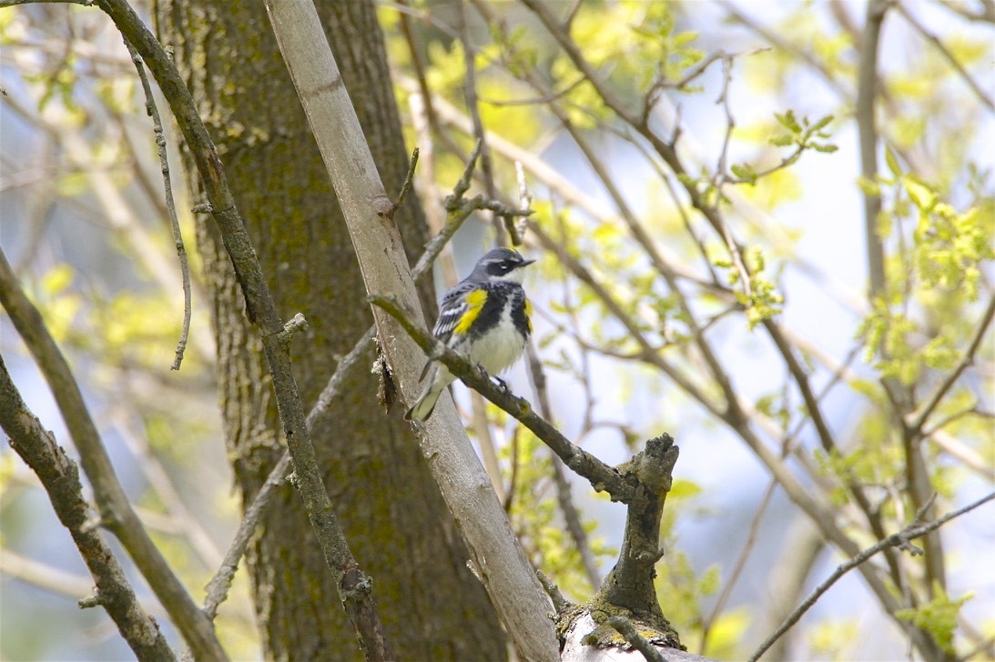 Yellow-rumped Warbler - ML225924571